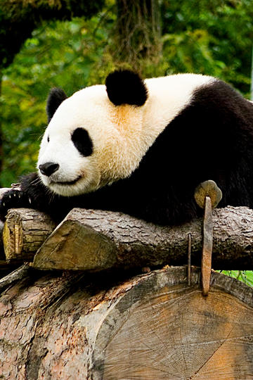 关晓彤 把晓晓世界当朋友圈发